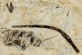 Fossil Beetle (Caosoma?) - Bois d’Asson, France #290744-1